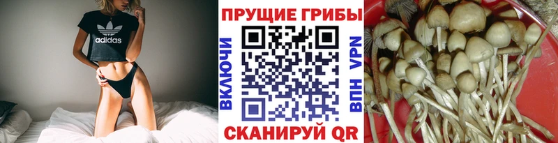 Псилоцибиновые грибы Cubensis  Купить  Балашиха 